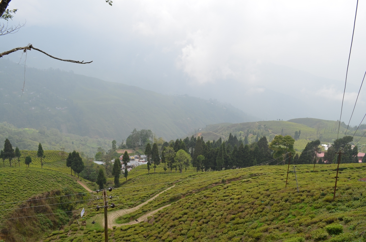 Happy Valley Tea Estate, Darjeeling.