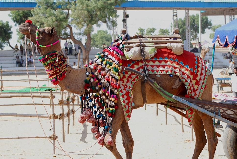 Dressed up camel Pushkar festival Rajasthan India