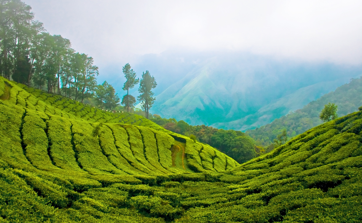 Top station, 41 km (1hr) from Munnar is aptly named, as it is home to some of the highest tea plantations in India. It lies on the state border between Kerala a