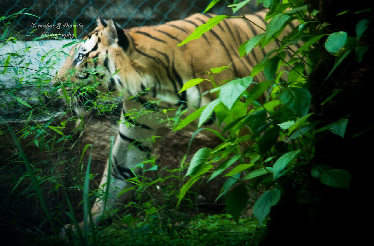 lurking tiger