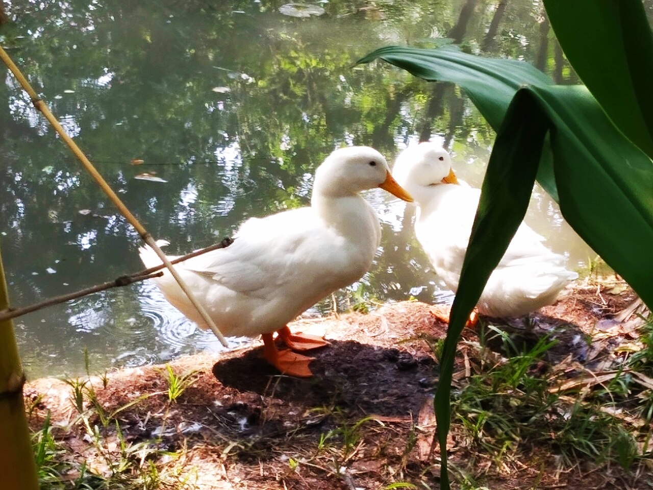 A pair of ducks seen in a small pond at Dakshinachitra museum near Chennai.