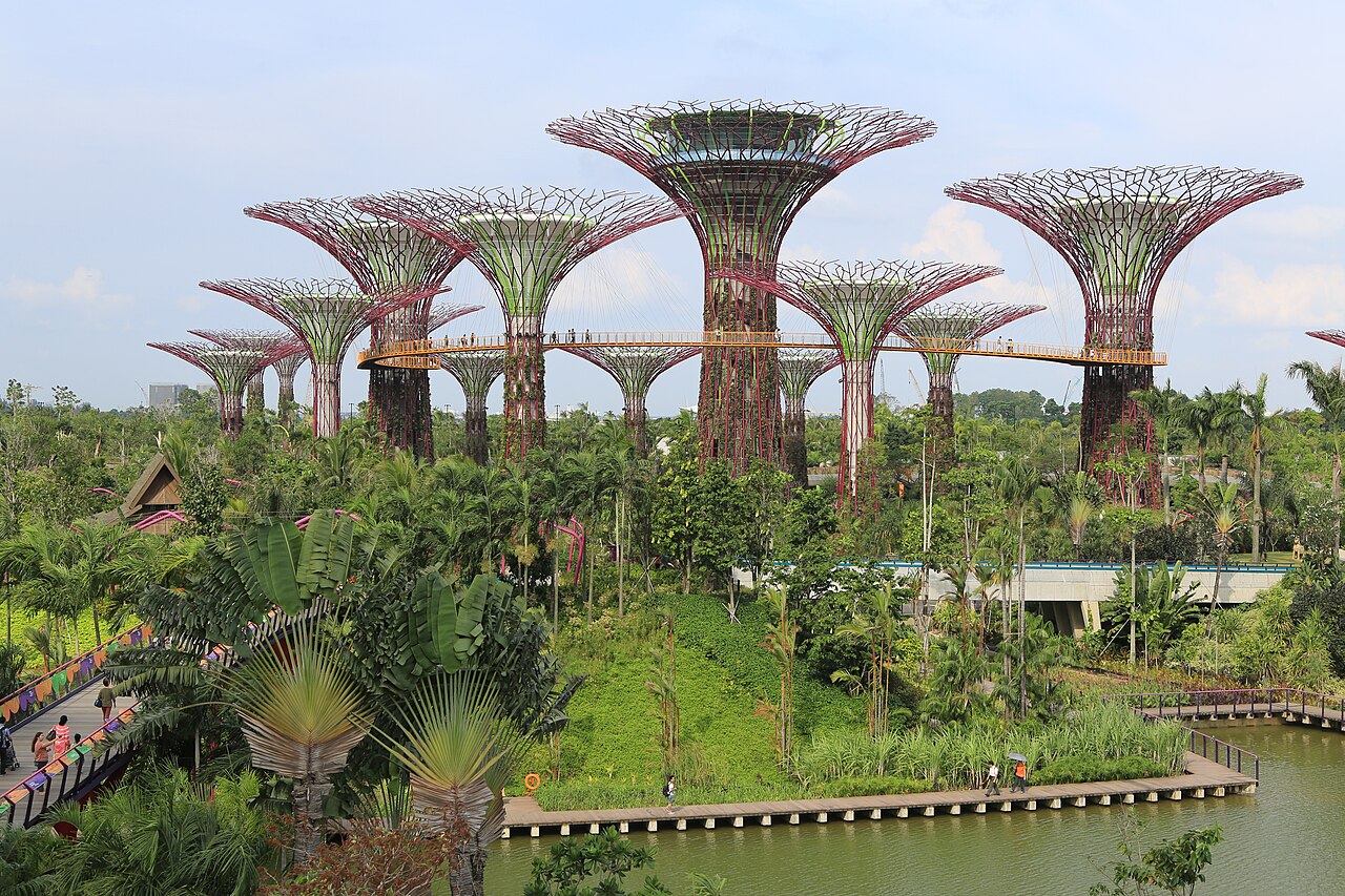 The "supertrees" tower over Gardens by the Bay, Singapore. The tallest one even has a restaurant in it. An elevated walkway spans around the trees for visitors.