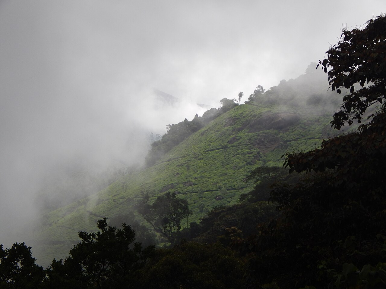 A Munnar valley overcast with dense fog rolling in. Looking northeast.