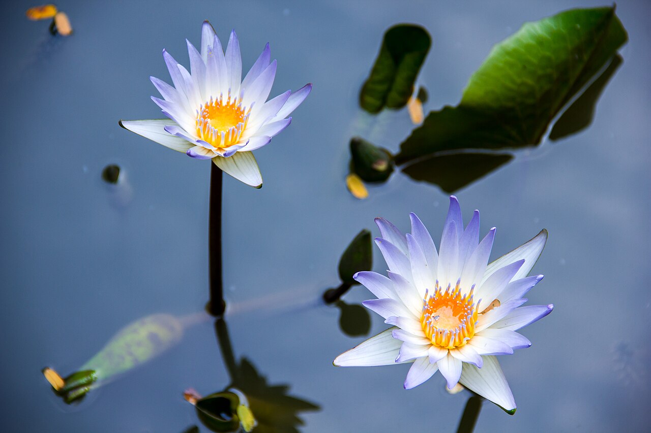 Water Lilly in a pond in the Botanical Garden, Pondicherry, India