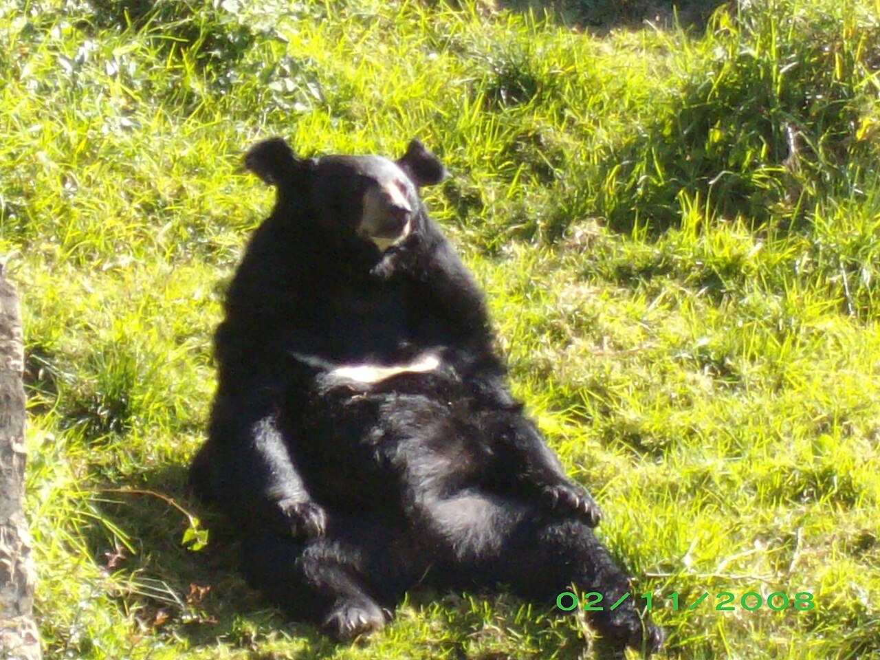 A bear in Nainital Zoo.