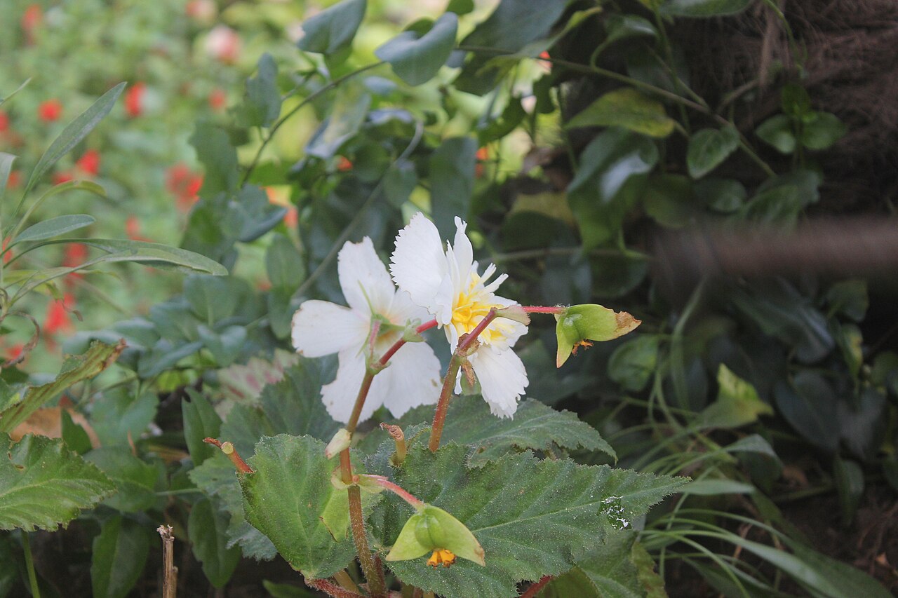 Flower nursery at Company Garden at Bajar Road in Mussoorie, Uttarakhand