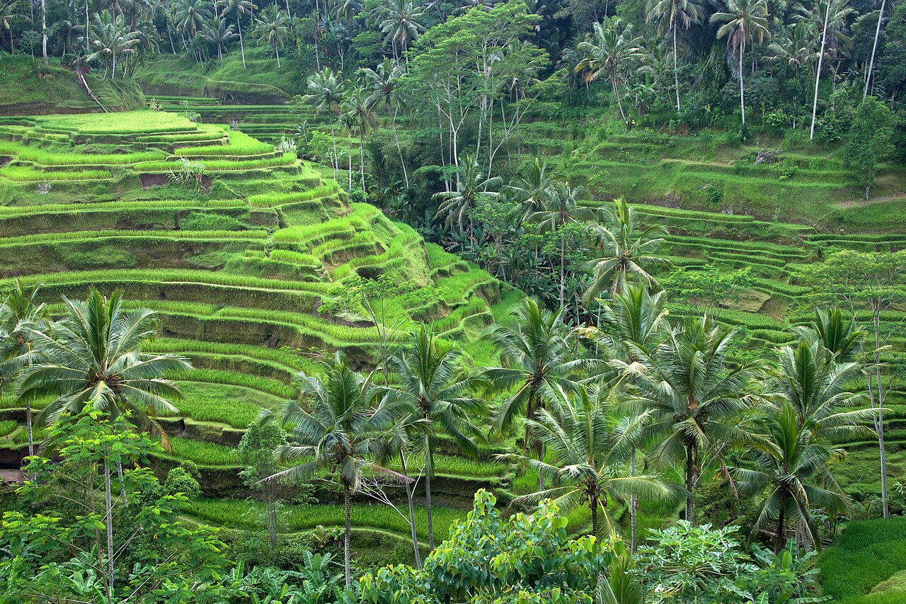 Rice terraces in Bali. Rice fields. Traditional rice farming in Bali. This is probably one of the most photographed in-land places in Bali. Tegallalang, Ubud. B