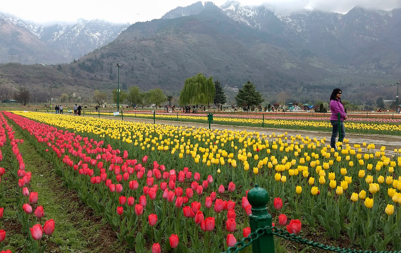 The Indira Gandhi Memorial Tulip Garden in the city of Srinagar in Jammu and Kashmir, India.